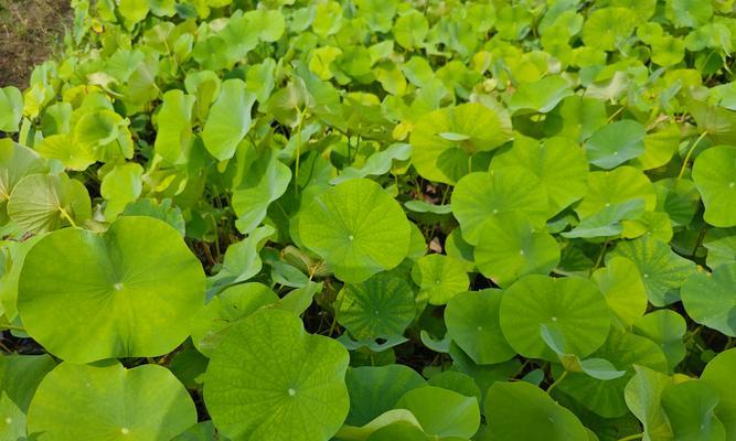 植物有哪些价值？它们在生态和经济上扮演什么角色？