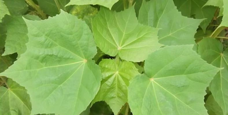 烧山后多久可以开始种植植物？有哪些注意事项？