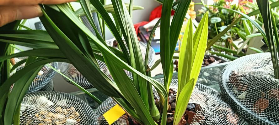 哪些植物需要出土？哪些植物不需要出土？