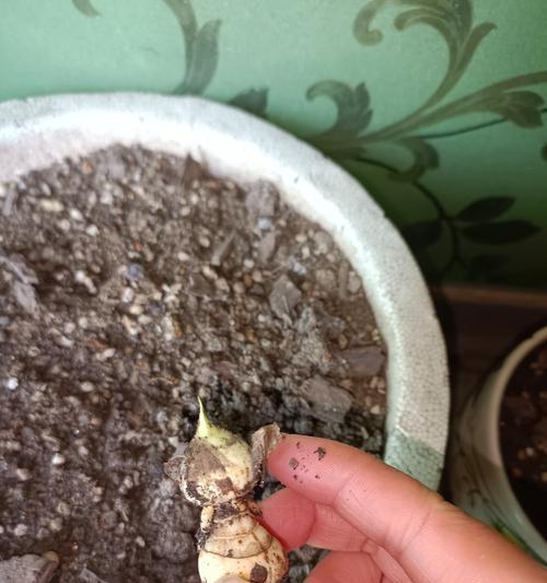 哪些植物需要出土？哪些植物不需要出土？