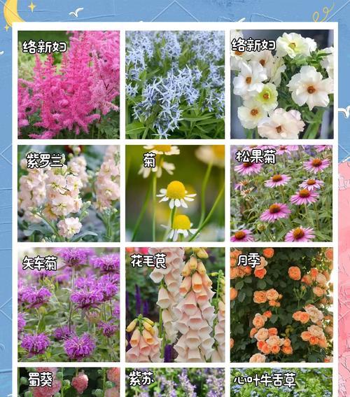 哪些花卉的花瓣大小不一？它们的生长习性如何？
