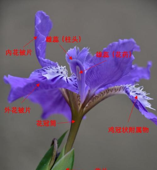 哪些花卉的花瓣大小不一？它们的生长习性如何？