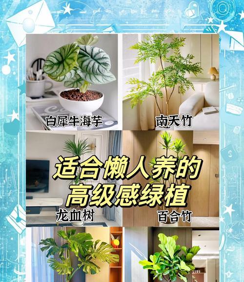 植物怎么选才高级一点的植物？有哪些技巧可以提升家居绿植的档次？