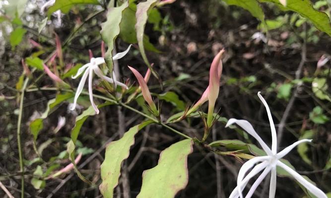 什么是双子叶植物？双子叶植物有哪些典型特征？