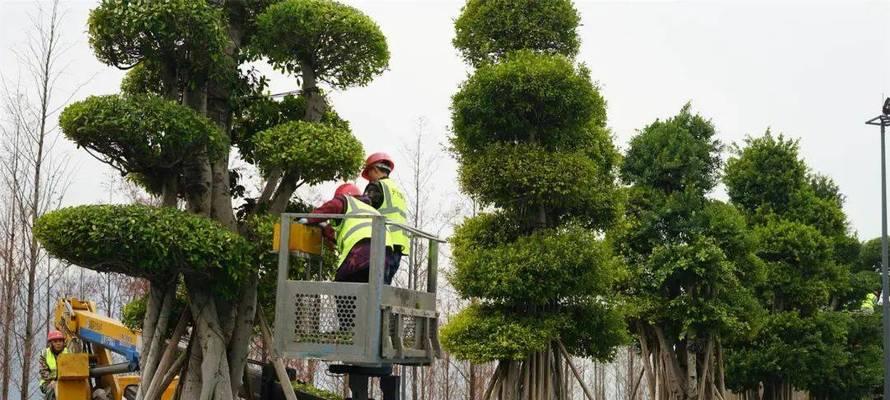 植物过冬树干需要哪些保护措施？