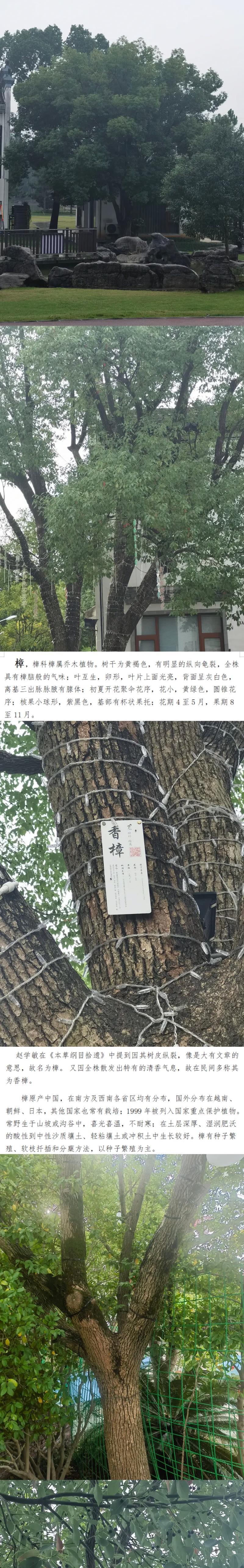 植物过冬树干需要哪些保护措施？