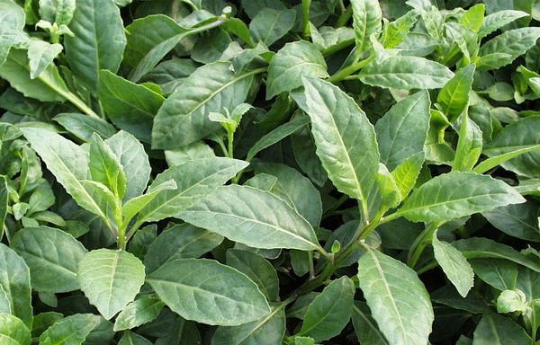 哪种植物降压效果最好？如何正确使用？