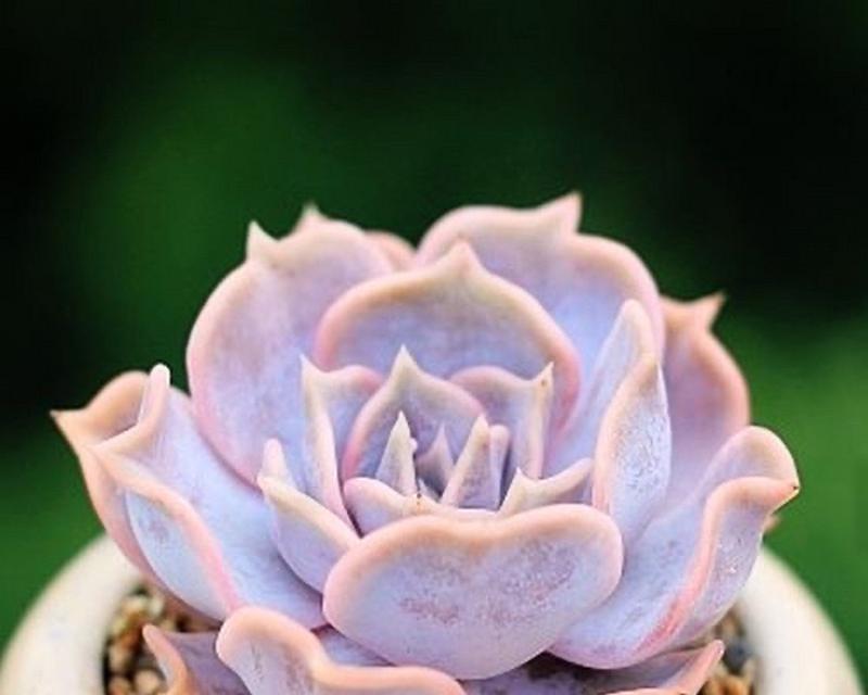 如何判断植物是否属于当地植物类型？有哪些识别方法？