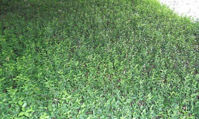如何判断植物是否属于当地植物类型？有哪些识别方法？