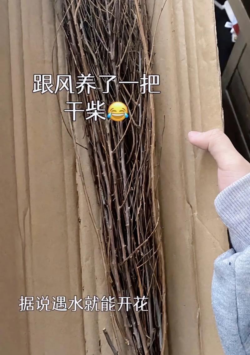 花卉珍珠李的种植条件有哪些？如何确保高产？
