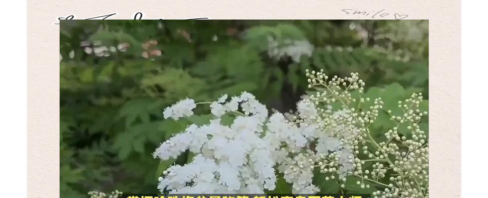 花卉珍珠李的种植条件有哪些？如何确保高产？