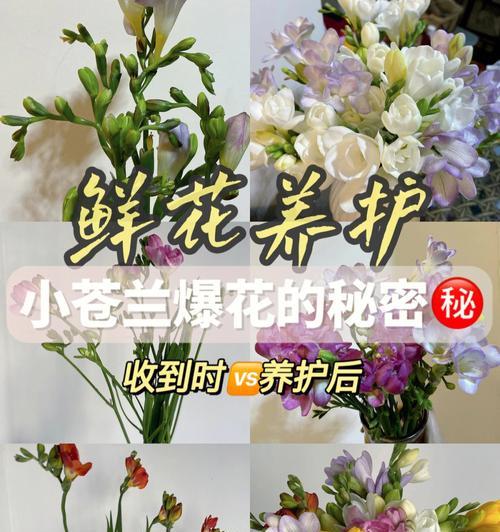 如何正确养护植物印花松柏？有哪些特别的养护技巧？