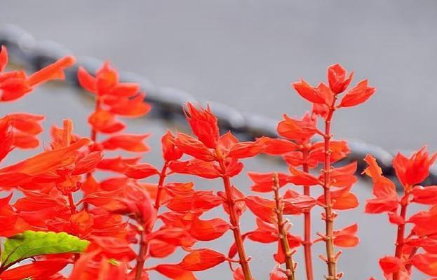 红色景观花卉有哪些推荐品种？它们的养护要点是什么？