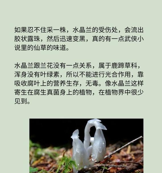 植物界中有哪些寄生植物?它们的生存方式是怎样的?