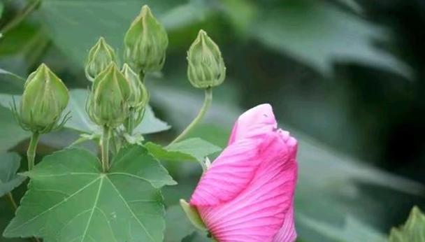 吊丝芙蓉植物怎么养护？如何保持其鲜艳的花朵？