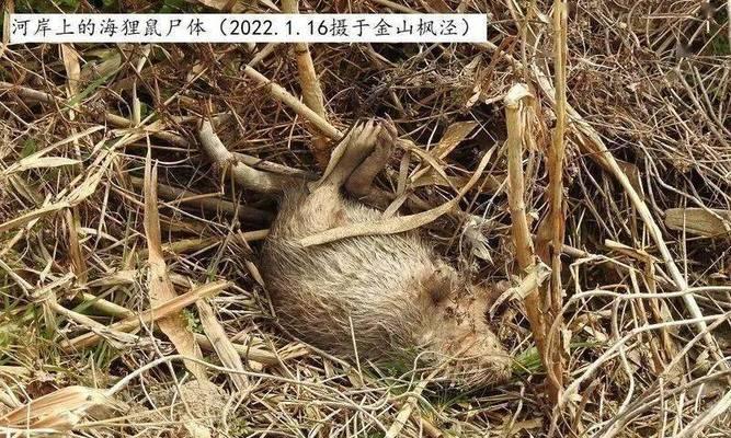 老鼠偏爱哪些植物？如何用植物来防止老鼠入侵？