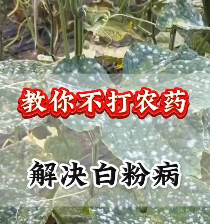 花卉出现白粉病的原因是什么？如何防治？