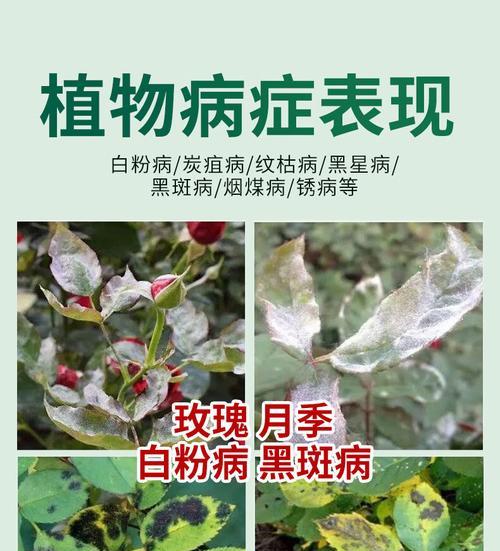 花卉出现白粉病的原因是什么？如何防治？
