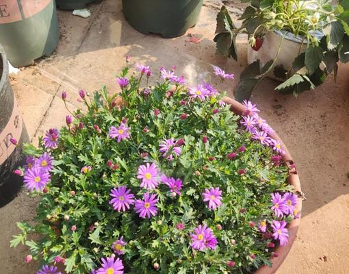 盆栽小菊花收到怎么养护?盆栽小菊花的养护方法是什么?