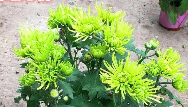 盆栽小菊花收到怎么养护？盆栽小菊花的养护方法是什么？