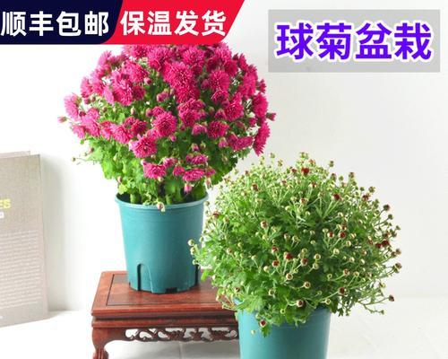 盆栽小菊花收到怎么养护？盆栽小菊花的养护方法是什么？