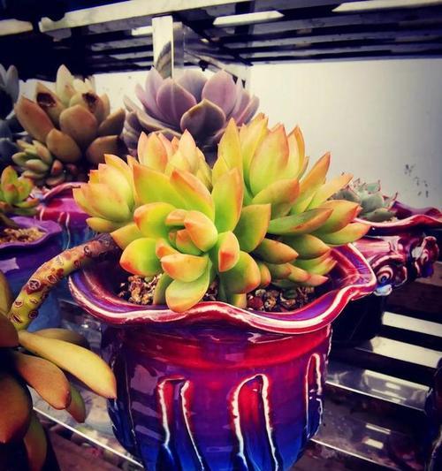黄丽植物多久能长成老桩？养护过程中需要注意什么？