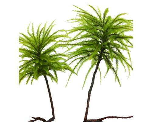 水草缸山体植物养护需要注意什么？
