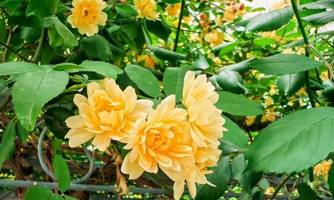 坟前能种哪些花卉好？有哪些传统和习俗？