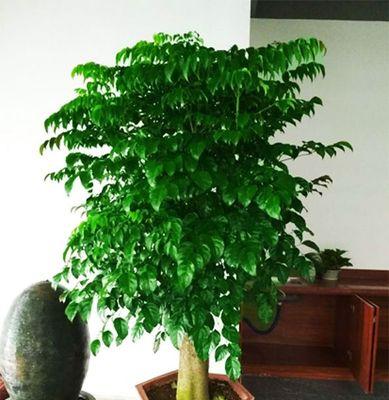 坟前能种哪些花卉好？有哪些传统和习俗？
