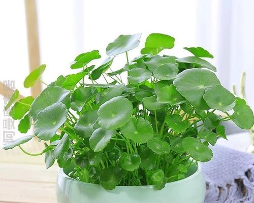 大花盆适合种什么植物