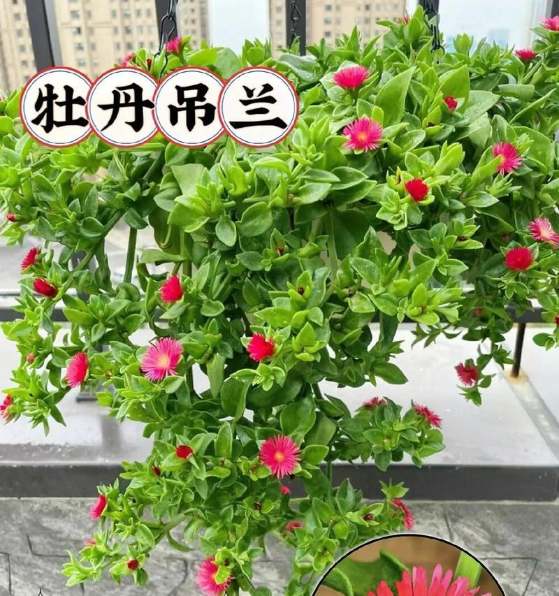 安徽四季常青的花卉有哪些？它们的养护技巧是什么？