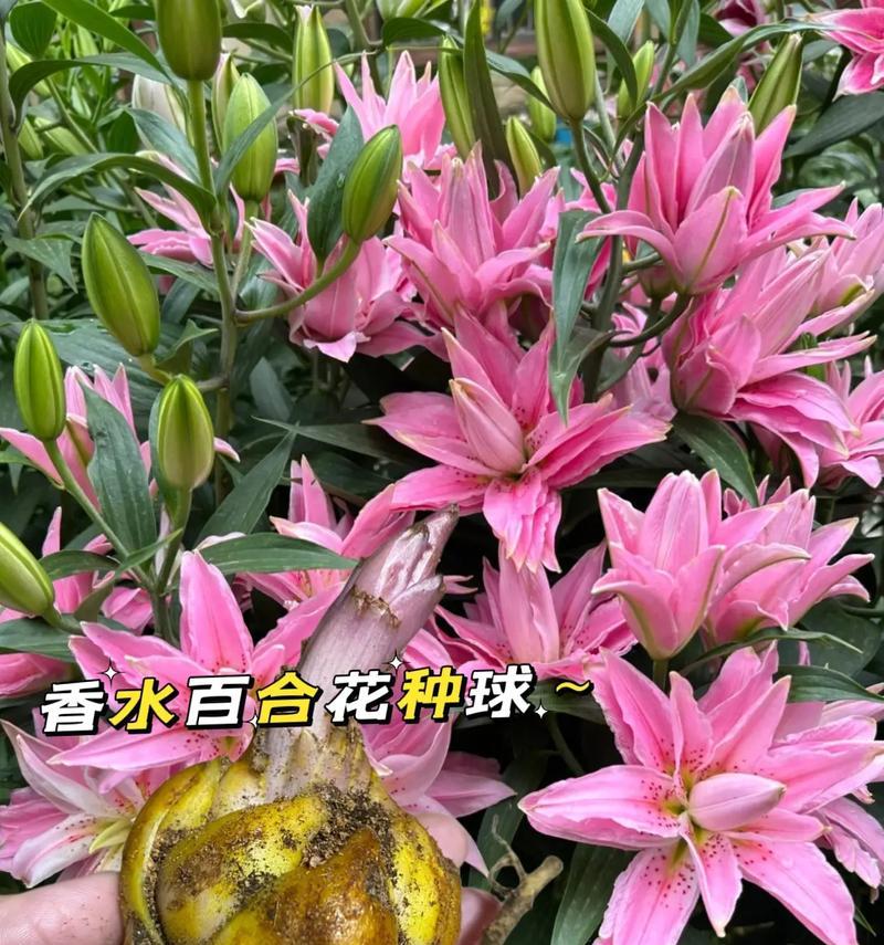 百合香味的花卉有哪些品种？百合香味花卉的种类和特点是什么？