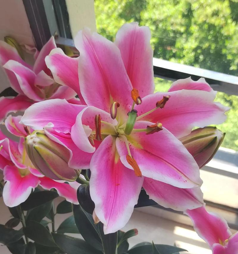 百合香味的花卉有哪些品种？百合香味花卉的种类和特点是什么？
