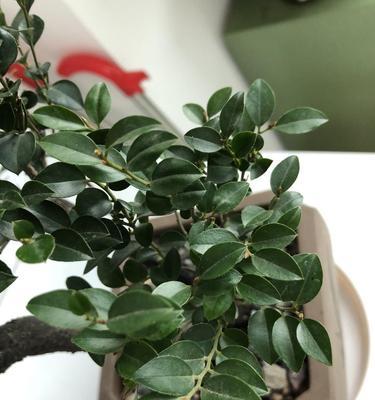 红花紫檀盆栽的养护技巧是什么？