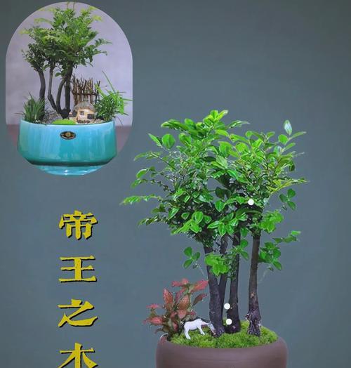 红花紫檀盆栽的养护技巧是什么？