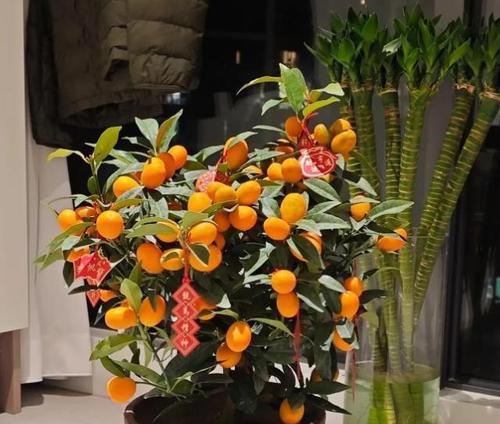 会客厅适合观赏的花卉有哪些？如何挑选和维护？
