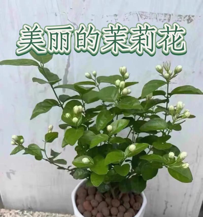 单瓣茉莉花卉繁殖方法有哪些？如何繁殖单瓣茉莉？