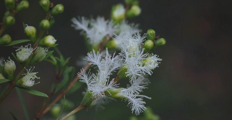 草原上的植物叶子有何特点？它们如何适应环境？
