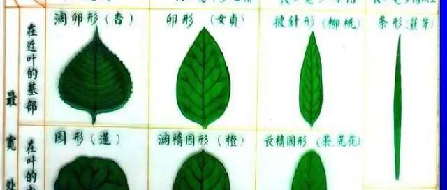 草原上的植物叶子有何特点？它们如何适应环境？