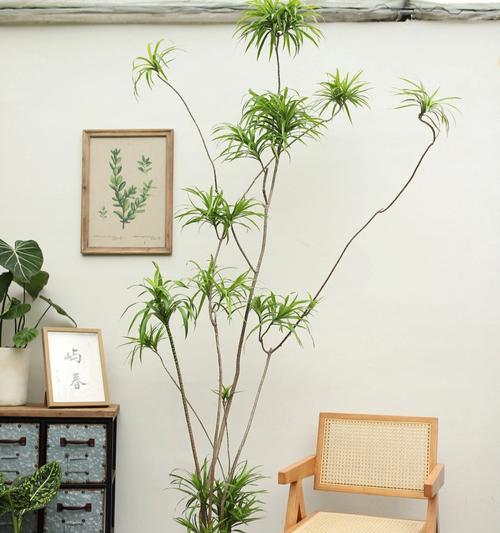新家适合摆放哪些盆栽植物？盆栽植物的选择标准是什么？