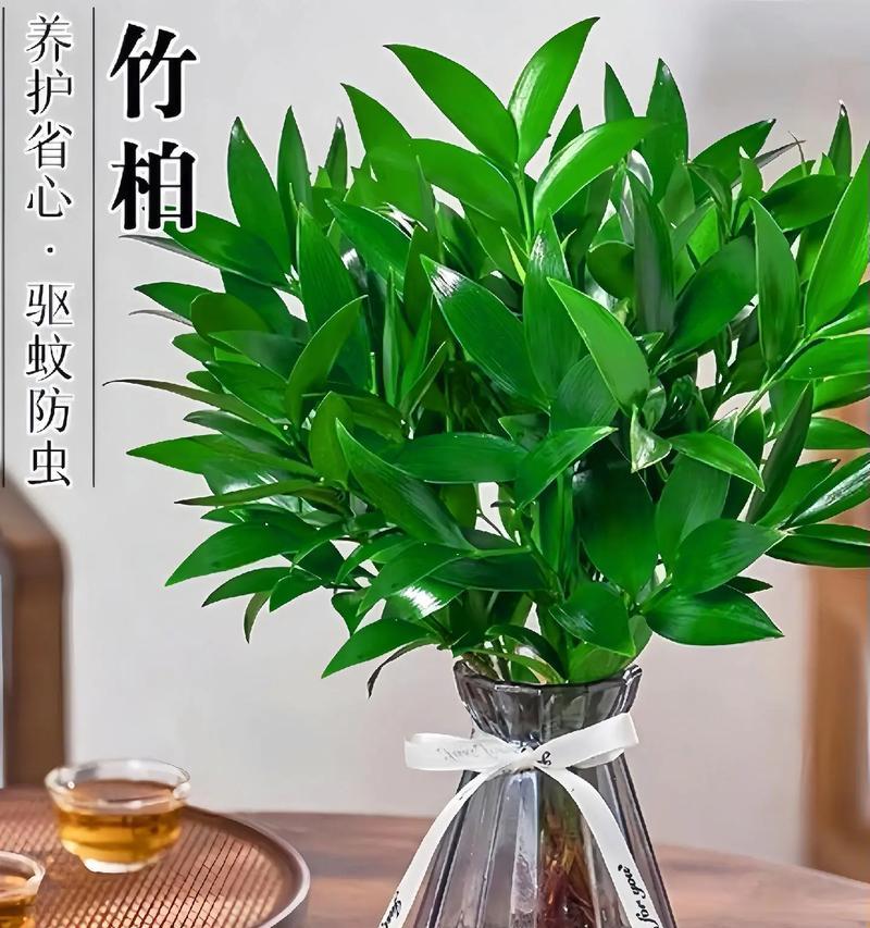 新家适合摆放哪些盆栽植物？盆栽植物的选择标准是什么？