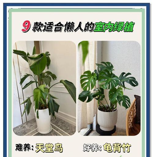 什么植物适合放在浴室？浴室植物的选择和养护技巧是什么？