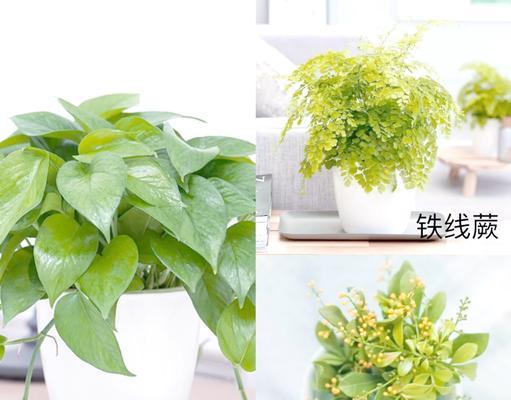 什么植物适合放在浴室？浴室植物的选择和养护技巧是什么？