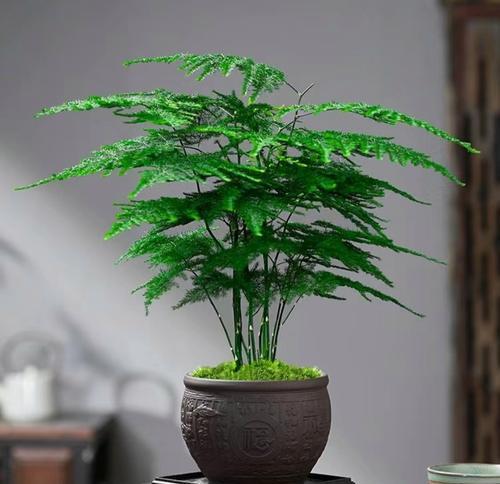 什么植物不要阳光大植物？哪些植物适合在低光环境下生长？