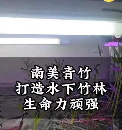 南美植物在鱼缸中的养护方法是什么？