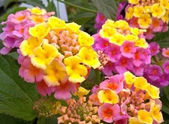单位花园适合种植哪些花卉？这些花卉有哪些养护要点？
