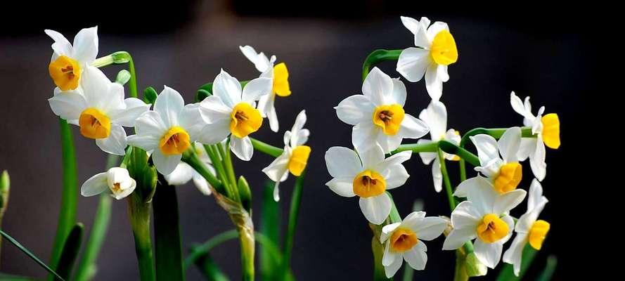 单位花园适合种植哪些花卉？这些花卉有哪些养护要点？