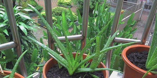 不怕冷不怕热盆栽植物是什么？哪些植物适应性强？