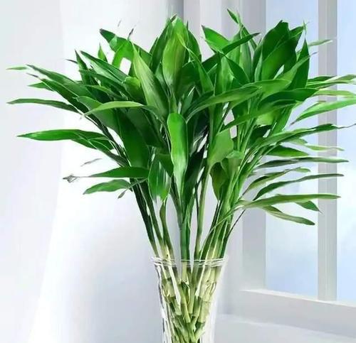 不怕冷不怕热盆栽植物是什么？哪些植物适应性强？
