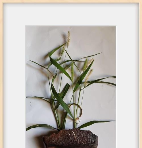 室内盆栽布石子怎么种植？布石子种植的技巧是什么？